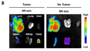 간세포암 동물모델 (S.C. tumor-bearing model)에서 각 장기의 타겟팅 효율 평가