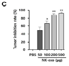 간세포암 동물모델에서 NK-exo 농도에 따른 항암효율 확인