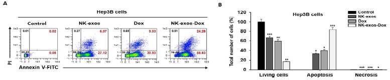 간세포암, Hep3B 세포에서 항암약물담지 NK-exo-Dox의 세포사멸 확인 및 정량화