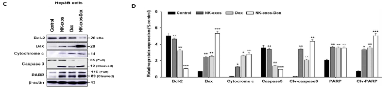 간세포암, Hep3B 세포에서 항암약물담지 NK-exo-Dox의 세포사멸 조절인자 발현 및 정량화