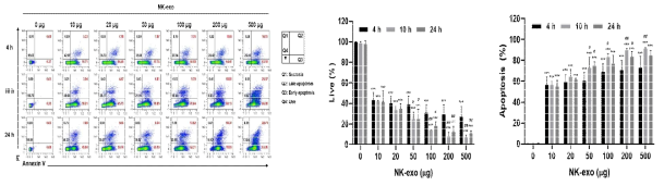 간세포암, Hep3B 세포에서 NK 세포 유래 엑소좀의 세포사멸 (in vitro)