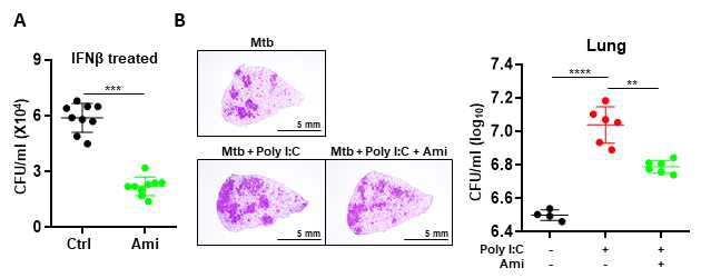 Amitriptyline에 의한 Type I IFN 매개 결핵 감수성 모델에서 폐 병변 및 균 수 감소 효과
