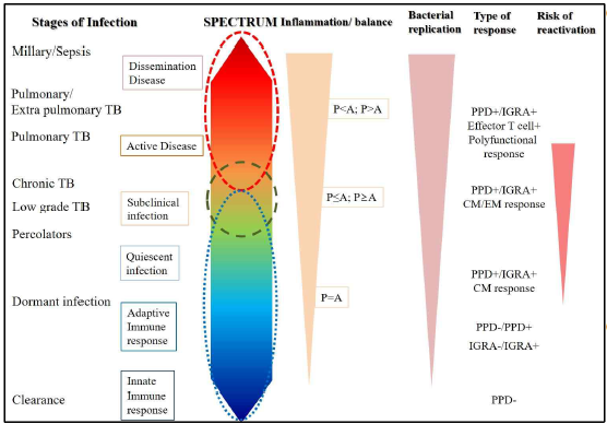 결핵의 spectrum과 병인이해 필요 (Modified from [5])