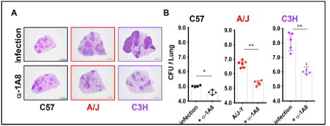 Neutrophil 매개 감수성 결핵 모델확립과 특성 규명