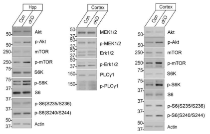 LNX5 KO 마우스에서 mTOR 신호전달 단백질들의 발현 및 활성정도 비교 결과
