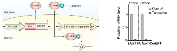 Inducible Cre 마우스 라인의 원리 및 tamoxifen 주입에 의한 LNX5 낙아웃 결과