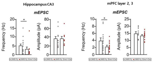 LNX5 KO 마우스의 해마뇌영역 및 전전두엽에서 전기생리학적 기법을 통한 흥분성 신경전달 측정결과