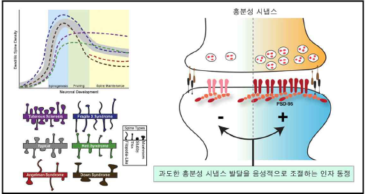 자폐증 환자 시냅스의 비정상적인 구조 및 비정상적인 시냅스를 조절하는 인자발굴이 필요