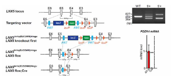 LNX5 floxed 마우스 제작 및 확인