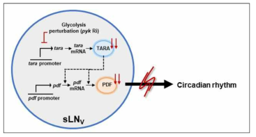 PYK의 일주기리듬 조절기전 모델