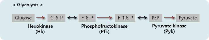 glycolysis rate limiting enzyme