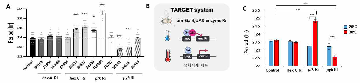 glycolysis enzyme knockdown 초파리의 일주기리듬 분석