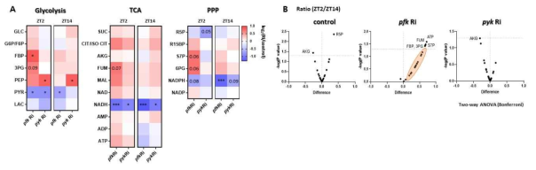 glycolysis enzyme KD 초파리의 대사체 분석