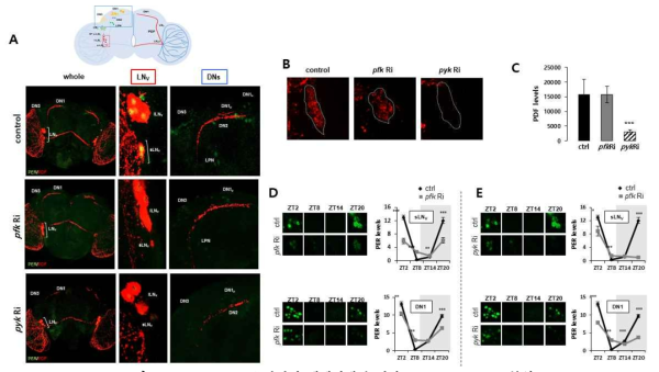 pfk, pyk KD 초파리의 생체시계 뉴런과 molecular clock 분석