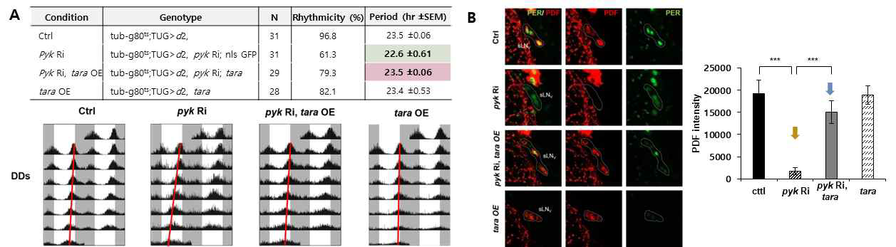 pyk KD 초파리에 TARA 과발현 후 일주기리듬과 PDF 양 분석