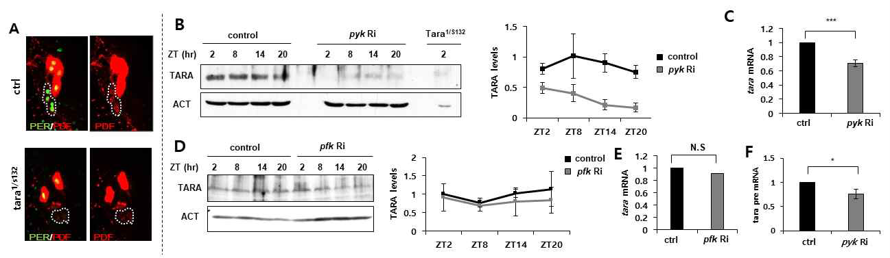 pyk와 pfk KD 초파리에서 TARA의 양 분석