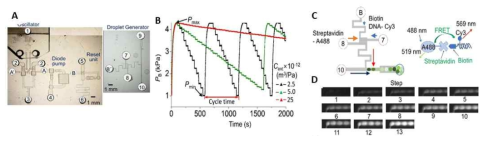 (A) 주기적인 단계적 농도 변화가 있는 액적 발생기 (B) 농도 변화를 위한 소자내의 압력 변화. (C) 액적내 사용되는 시약 및 실험 조건. (D) 액적에서 형광 강도의 변화를 보여주는 사진