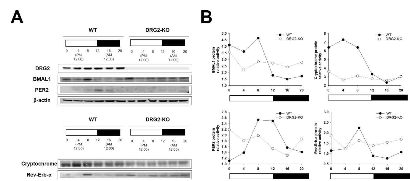 DRG2-WT/KO 뇌조직의 일주기조절 단백질 발현양상 비교