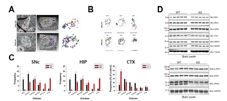 DRG2-WT/KO 특정뇌부위에서의 미토콘드리아 형태변화를 확인한 결과 전체적으로 미토콘드리아의 사이즈가 커진 것을 확인하였고 및 이러한 이유는 미토콘드리아 Fission 단백질인 Fis1이 현저히 줄어들어 발생된다는 새로운 결과를 발견함