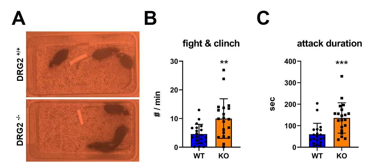 DRG2-WT/KO 마우스의 행동양상에서 SMS의 특성중 하나인 공격성이 현저히 증가됨을 추가로 확인함