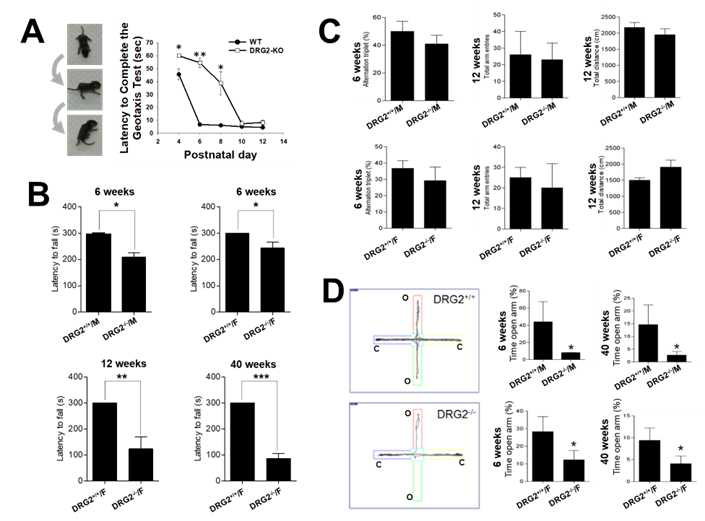DRG2-WT/KO 마우스의 도파민 분비이상에 의한 운동신경의 비정상발달 (A), 운동장애 (B), 학습결여경향(C), 불안(D)에 대한 결과를 획득함