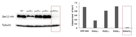 Expression levels of Ste12 protein in the wild type and puf4 puf5 double mutant strains