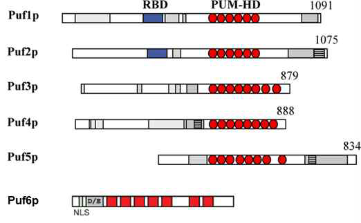 PUF protein family in yeast S. cerevisiae. PUM repeats were shown red color