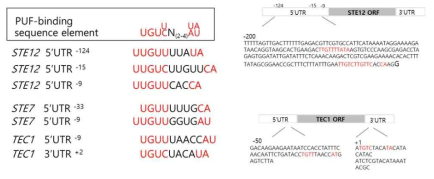 Putative PUF-binding elements in the 5’UTR or 3’UTR of STE12, STE7, and TEC1 mRNAs