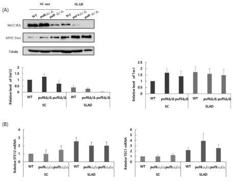 (A) Expression levels of Ste12 and Tec1 proteins in the wild type, puf6Δ/Δ and puf5Δ/Δ mutant strains. The strains were transformed with Ste12- HA plasmid or MYC-Tec1 plasmid. Cultures grown to logarithmic phase were transferred to SLAD medium and grown for 8 hours. (B) mRNA levels measured by qRT-PCR