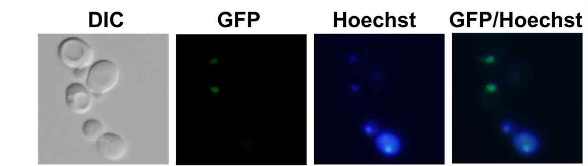 Ste12-GFP protein localized to the nucleus. Hoechst stained nuclear DNA