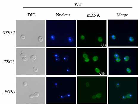 Localization of STE12 and TEC1 mRNA. Fluorescence in situ hybridization for STE12 and TEC1 mRNAs in a wild-type strain (FITC, green, DAPI, blue)
