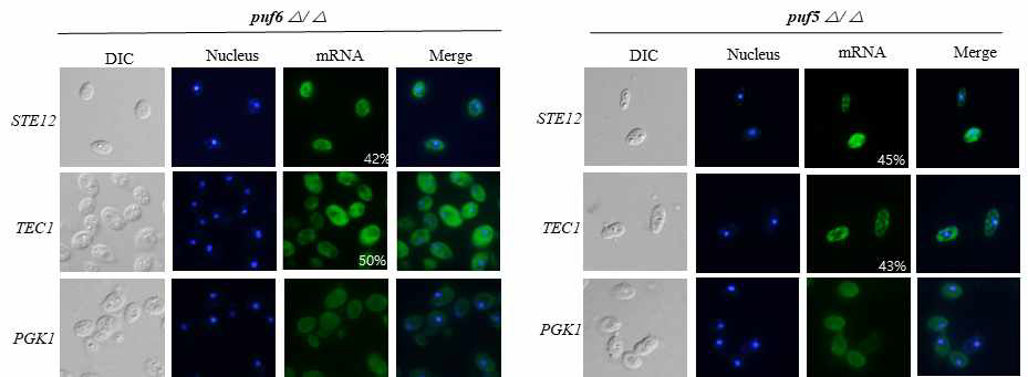 Localization of STE12 and TEC1 mRNA in puf6Δ/Δ and puf5Δ/Δ mutant strains. Fluorescence in situ hybridization for STE12 and TEC1 mRNAs in puf6Δ/Δ and puf5Δ/Δ mutant strains (FITC, green, DAPI, blue)