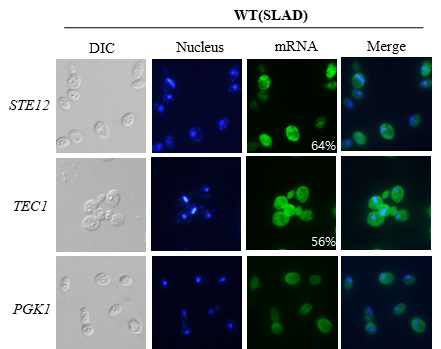 Localization of STE12 and TEC1 mRNA during filamentation response. Fluorescent in situ hybridization to STE12 and TEC1 mRNAs in wild type strain induced in SLAD media (FITC, green, DAPI, blue)