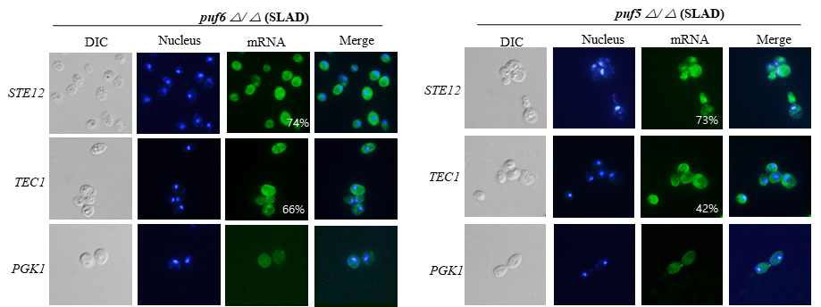 Localization of STE12 and TEC1 in puf6Δ/Δ and puf5Δ/Δ mutant strains during filamentation response