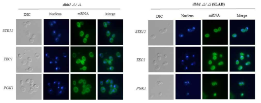 Localization of STE12 and TEC1 in dhh1Δ/Δ mutant strains during filamentation response
