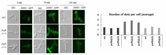 P-bodies accumulation in the wild-type strain and puf6Δ/Δ and puf5Δ/Δ mutant strains carrying Dhh1::GFP upon filamentation response