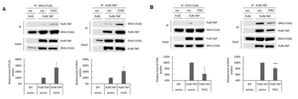 Effects of FUS3 and TPK2 overexpression on Dhh1-Puf6 interactions. Dhh1-Puf6 protein interactions in (A) FUS3-overexpressed cells (B) TPK2-overexpressed cells, as revealed by co-immunoprecipitation analysis