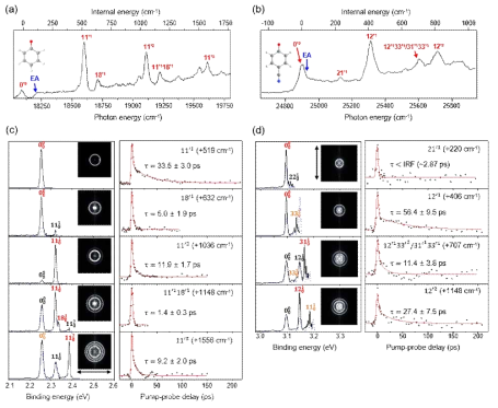 (a) Phenoxide 쌍극자 결합 상태와 (b) 4-cyanophenoxide 사중극자 결합 상태의 photodetachment 스펙트럼. 피코초 시분해 광전자 분광법을 이용해 측정한 (c) phenoxide 쌍극자 결합 상태와 (d) 4-cyanophenoxide 사증극자 결합 상태의 진동모드 선택적 자동탈전자화 반응의 ion transient