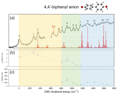 (a) Deprotonated 4,4’-biphenyl anion 쌍극자 결합 상태의 photodetachment 스펙트럼. 각 에너지 별 진동모드 여기시 관찰된 (b) 느린 계간 전환 속도와 (c) 빠른 자동탈전자화 반응 속도. 노란색 영역은 계간 전환이 일어나는 에너지 영역, 파란색은 자동탈전자화 반응이 일어나는 영역, 초록색은 두 개의 반응이 공존하는 영역을 의미한다