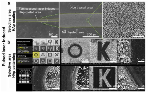 펨토초레이저를 이용한 선택적인 영역의 아파타이트 코팅 및 레이저 어블레이션을 이용한 패터닝 구현 결과