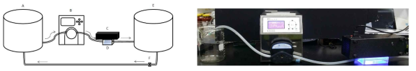 Continuous type의 Excimer lamp 물 살균 system 모식도: A, viral reservoir before UV treatment; B, peristaltic pump; C, excimer lamp; D, quartz pipe; E, viral reservoir after UV treatment; F, ball type valve