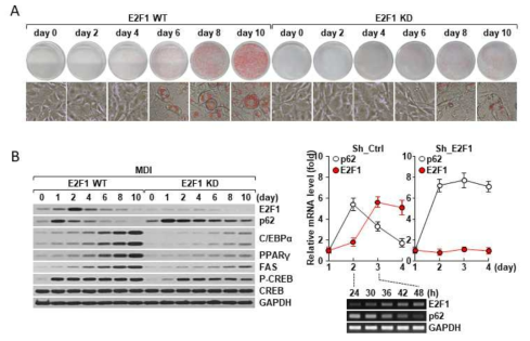 3T3-L1 세포를 IBMX (M), dexamethasone (D), insulin (I)이 포함된 배양액으로 10일 배양하면 완전한 adipocyte로 분화됨 (Oil-red O staining).지방 세포 분화 과정에서 E2F1의 발현이 1~4일차에 관찰됨 (A). shRNA를 이용하여 E2F1의 발현을 억제하면 지방 세포 분화가 억제되며 p62 발현이 증가함을 관찰함 (A, B)