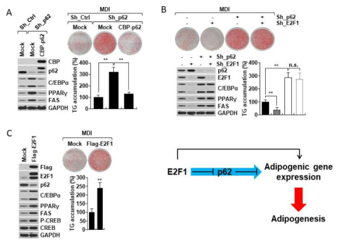 p62의 발현을 억제하면 지방 세포 분화가 촉진되고 E2F1의 발현을 증가시키면 지방 세포 분화가 촉진됨. 이 과정에서 p62의 발현은 감소함을 관찰함
