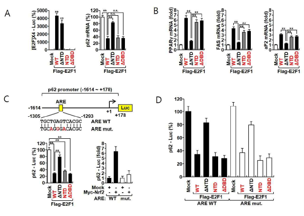(A) E2F1-NTD는 전사 인자의 활성이 없음을 확인함. 그럼에도 E2F1-NTD의 과발현은 p62 mRNA의 발현을 억제하고 있음. (B) E2F1-NTD 만으로도 adipogenesis에 필요한 다양한 유전자의 발현을 유도하고 있음. (C) E2F1 NTD의 발현은 p62 promoter의 활성을 억제하고 있음. (D) E2F1 NTD의 p62 promoter 의 antioxidant reponsive element (ARE)는 아님을 확인함