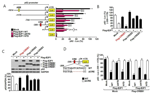 (A) p62 promoter의 다양한 deletion mutation을 분석한 결과, cAMP-responsive element (CRE) 부분이 E2F1-NTD 기능에 매우 중요함을 관찰함. (B) E2F1과 CREB1의 과발현은 p62 promoter을 활성(C)과 p62 발현(C)을 억제하고 있음. (D) p62 promoter의 CRE이 부분을 deletion하면 E2F1-NTD가 p62 promoter를 억제하지 못함을 확임함