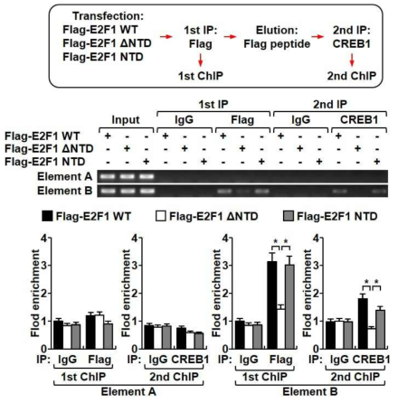 CRE 지역이 포함된 p62 promoter 지역 (element B)와 전혀 상관이 없은 element A 지역 DNA를 이용하여 2번의 Chip assay를 수행함. 1차 실험은 E2F1 항체로 사용하여 Chip를 수행한 후 Flag peptide를 이용하여 E2F1을 제거한 후, CREB1 항체로 2차 Chip을 수행함. 이 결과 p62 promoter CRE 지역에 E2F1과 CREB1이 결합하고 있음을 확인함