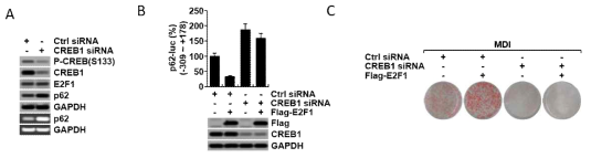 E2F1을 siRNA를 이용하여 knock-down 시킬 경우 지방 세포 분화가 억제되고 있음을 확인하였고, CREB1을 siRNA를 이용하여 knock-down 시켜도 지방 세포 분화가 억제되고 있음을 관찰함