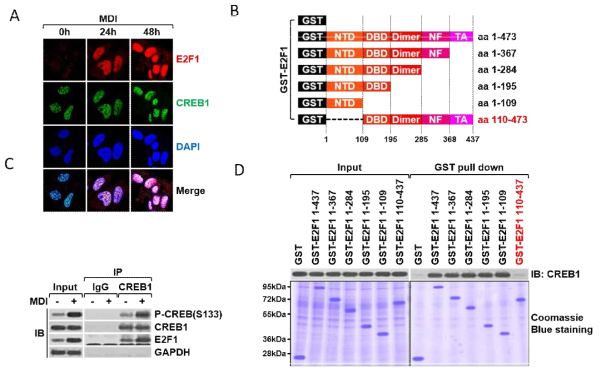 A. 지방세포 분화과정에서 E2F1과 CREB1이 colocalized 됨을 확인함. B. in vitro GST pull-down assay를 위한 다양한 E2F1 domain을 E.coli 내에서 발현함. C~D: coimmunoprecipitation 실험과 GST-pull down assay를 통해 E2F!-NTD가 CREB1 결합 과정에서 매우 중요한 역할을 수행하고 있음을 확인함