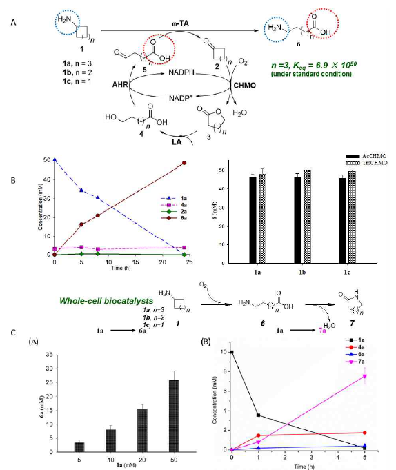 나일론6 단량체인 6-아미노헥산오익산 생산. (A) 나일론6 단량체 생산을 위한 반응 스킴(B)분리된 단백질을 이용한 반응 (C) 전세포를 이용한 C6 락탐의 생산