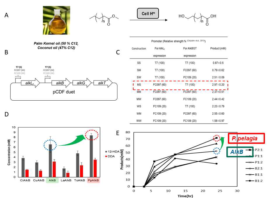수산화지방산의 생산연구 대표도. (A) 반응스킴, (B,C) 발현용벡터의 구성 및 프로모터 최적화, (D) PpAlKB신규 효소의 확보, (E) 고농도 생산 (>70 mM) 생성물